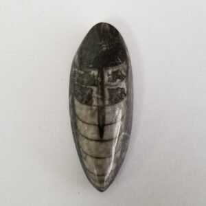 Orthoceras Fossil